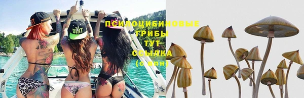 шишки Инта